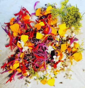 Potager aromatique du chef Pierrick Célibert, restaurant C'yusha Bordeaux