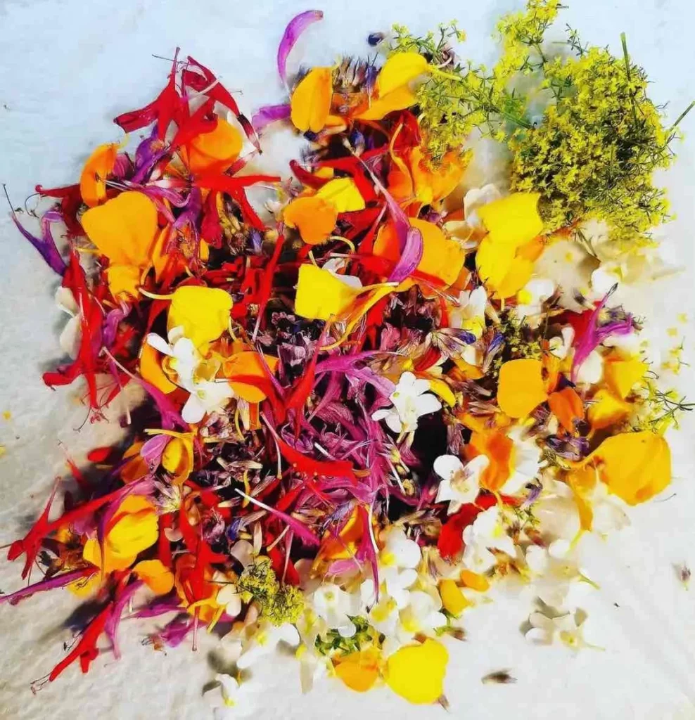 Potager aromatique du chef Pierrick Célibert, restaurant C'yusha Bordeaux