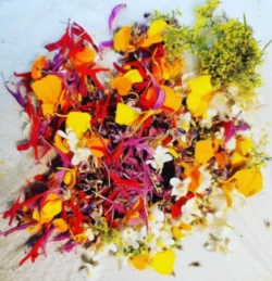 cueillette d'herbes du potager du cyusha