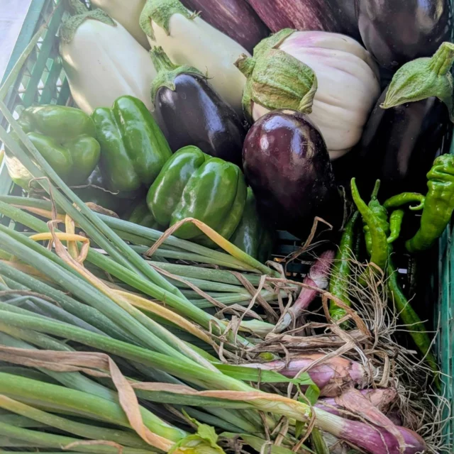 Cueillette ce matin à la fraiche au Jardin de Quentin : collection d'aub...