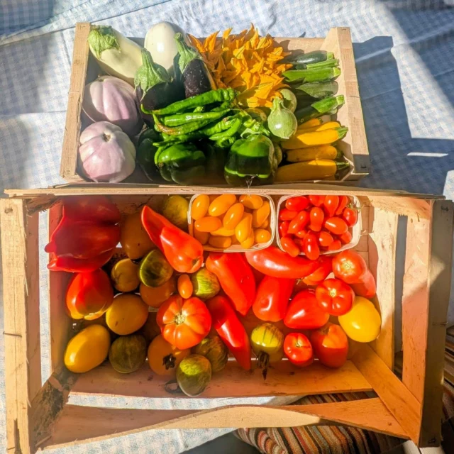 Cueillette du jour pour le nouveau menu : Tomates Bio et de pleine terre...