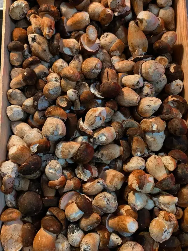 Arrivage de cèpes du Médoc pour la carte d'automne ! 🍄‍🟫
#locavore #rest...